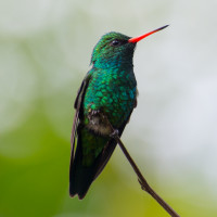 Glittering-bellied Emerald